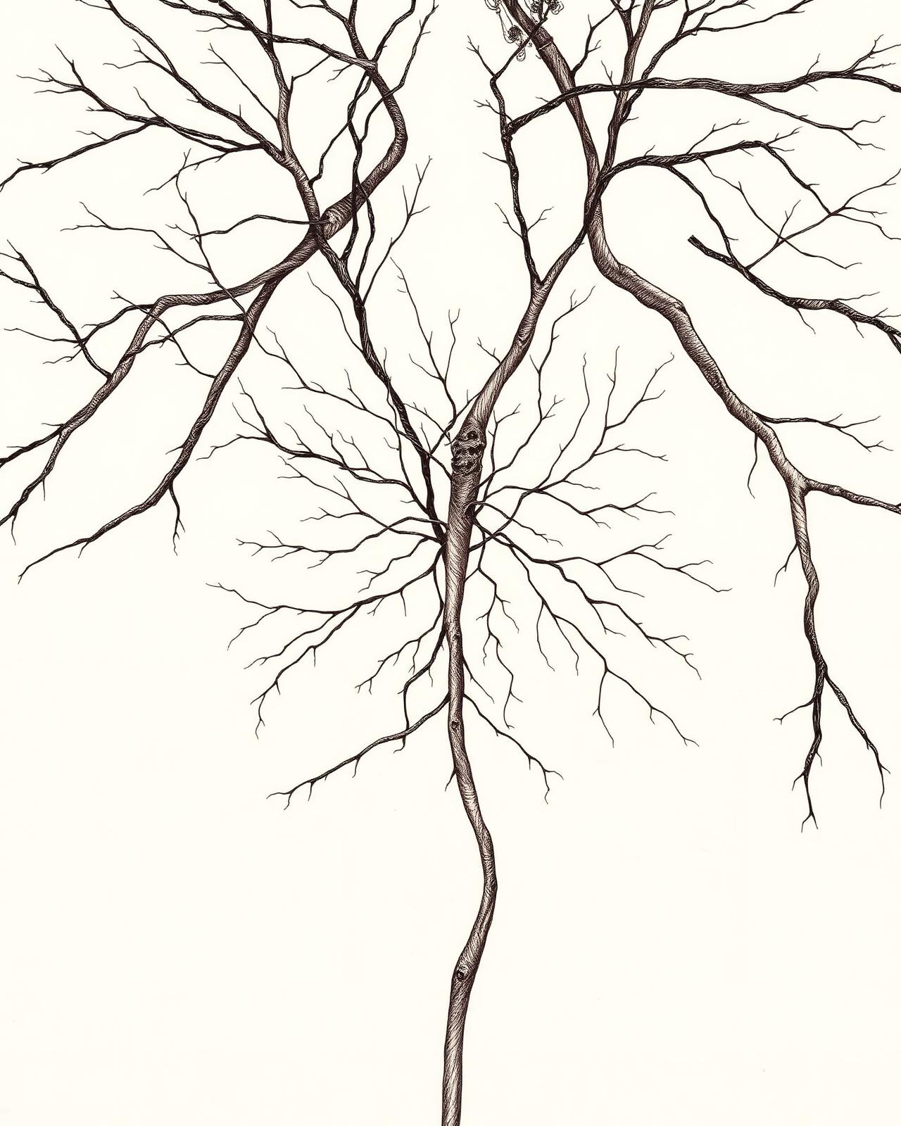 Dessin au trait d'une structure anatomique ramifiée